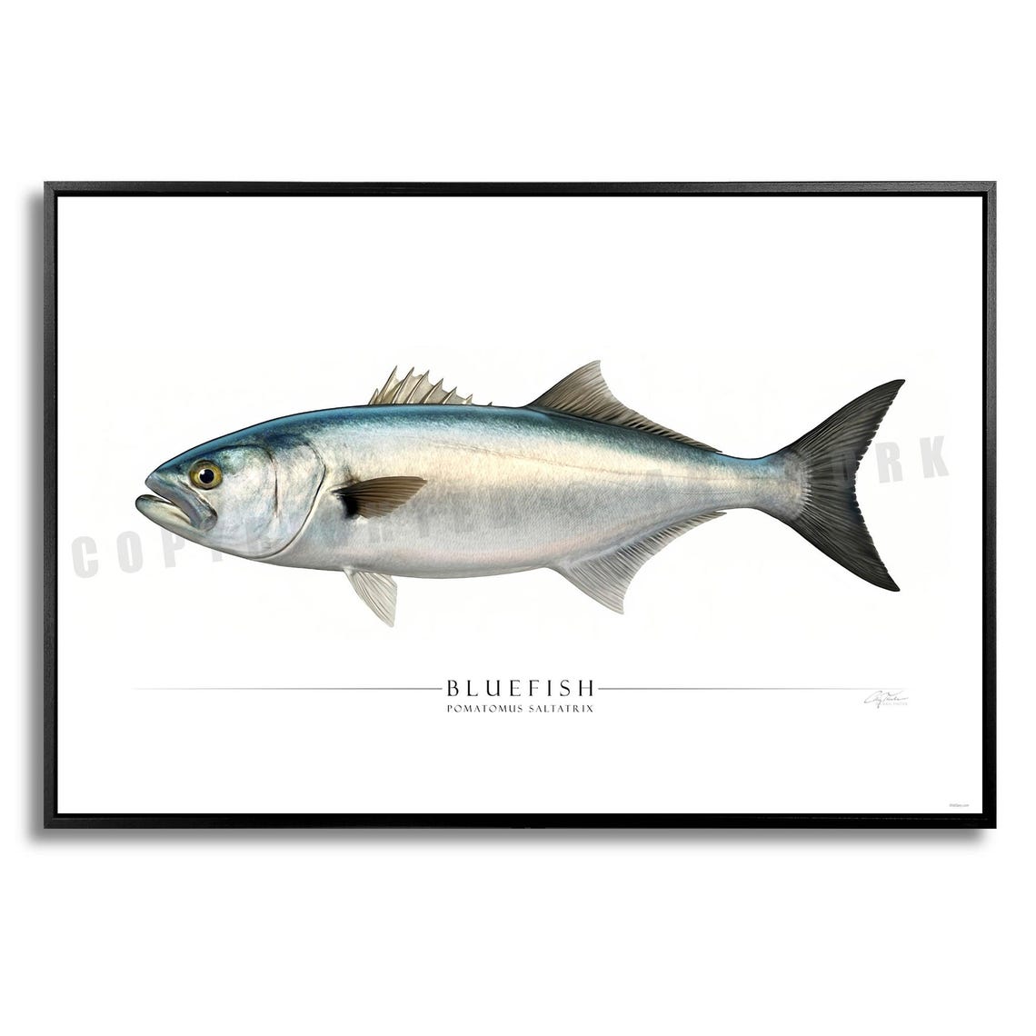Bluefish - Side View Saltwater Gamefish Giclee Paper & Aluminum Prints ...