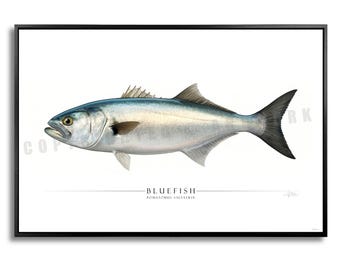 ブルーフィッシュBluefish ブルーフィッシュBluefish P-7059D Blue Fish 5 - Soicher Marin Retail