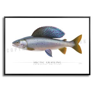 Puede incluir: Una impresión enmarcada de un pez tímalo ártico. El pez está representado en un estilo realista, con un cuerpo plateado, una gran aleta dorsal con tonos azules y morados y una cola amarilla. El texto "ARCTIC GRAYLING" está debajo.