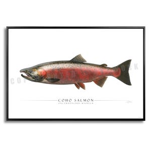 Könnte beinhalten: Gerahmter Druck mit einer detaillierten Illustration eines Coho-Lachses. Der Fisch hat einen roten und silbernen Körper, dunkle Flossen und detaillierte Schuppen. Der Text "COHO SALMON" und der wissenschaftliche Name stehen darunter, in einem schwarzen Rahmen.