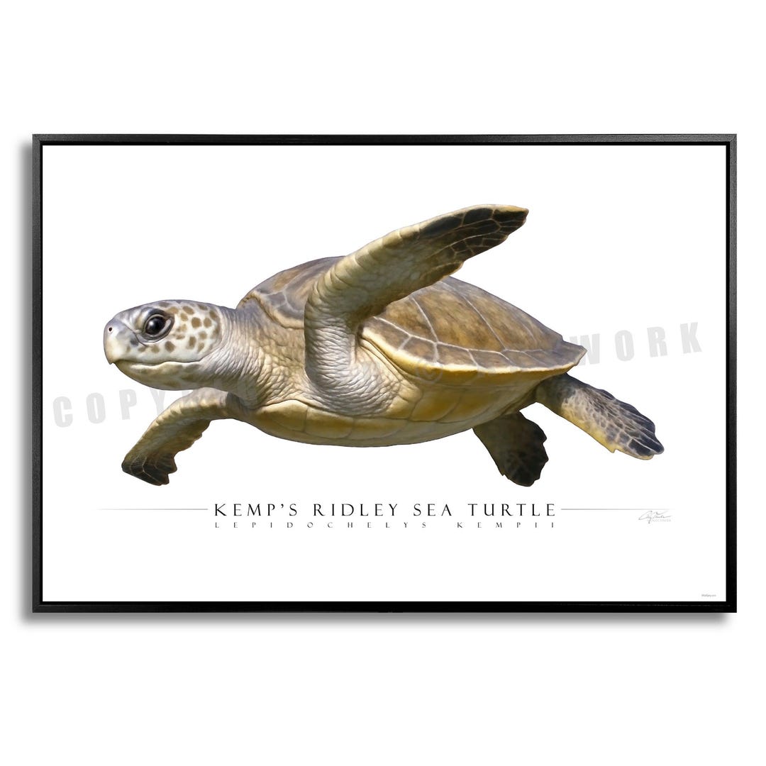 Side View Ridley Kemp's Ridley Sea Turtle - Side View Giclee Paper & Aluminum Prints - Etsy