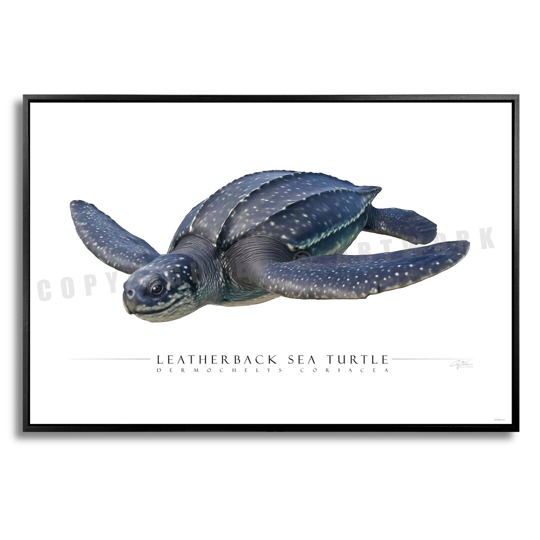 Leatherback Sea Turtle - Side View Giclee Paper & Aluminum Prints - Etsy