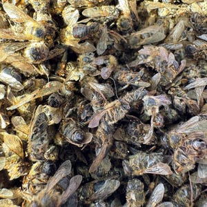 May include: Close-up of a pile of dead bees. The bees are a mix of brown, tan, and black, with visible wings and body segments. The image is well-lit, showing the texture and details of the insects.