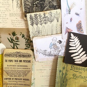 K&ouml;nnte beinhalten: Eine Collage aus Vintage-Botaniker-Illustrationen und Ephemera. Enth&auml;lt Zeichnungen von Schmetterlingen, Farnen und anderen Pflanzen. Es gibt Text aus einem Buch mit dem Titel "Complete Herbalist" und "Lessons in Botany". Die Farbpalette ist ged&auml;mpft mit Sepia-T&ouml;nen und Gr&uuml;nt&ouml;nen.