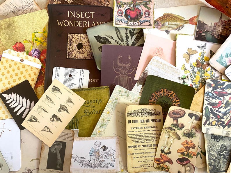 K&ouml;nnte beinhalten: Eine Sammlung von Vintage-Ephemera, darunter ein Buch mit dem Titel "Insect Wonderland", botanische Illustrationen und Karten mit Insekten- und Pilzbildern. Die Farbpalette umfasst Braun-, Gr&uuml;n- und Cremet&ouml;ne und erzeugt eine nostalgische &Auml;sthetik.