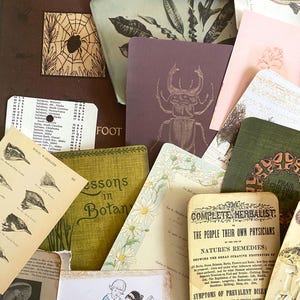 K&ouml;nnte beinhalten: Eine Sammlung von Vintage-Ephemera, darunter botanische Illustrationen, Insektenstudien und ein Buch mit dem Titel "Insect Wonderland". Die Artikel weisen verschiedene Farben und Texturen auf und schaffen ein nostalgisches und lehrreiches Thema.