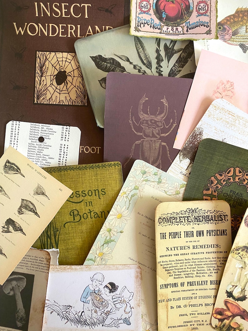 K&ouml;nnte beinhalten: Eine Sammlung von Vintage-Ephemera, darunter botanische Illustrationen, Insektenstudien und ein Buch mit dem Titel "Insect Wonderland". Die Artikel weisen verschiedene Farben und Texturen auf und schaffen ein nostalgisches und lehrreiches Thema.