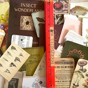 K&ouml;nnte beinhalten: Eine Sammlung von Vintage-Ephemera, darunter ein Buch mit dem Titel "Insect Wonderland", botanische Illustrationen und ein rotes Lineal. Die Artikel sind in einer Collage angeordnet und zeigen eine Vielzahl von Farben und Texturen, mit dem Text "BOOKSYGIRL" auf dem Lineal.