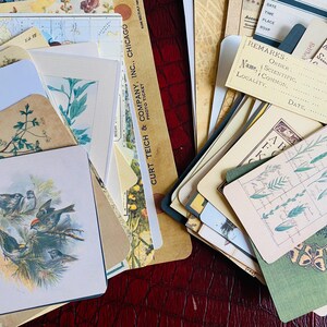 Botanical Junk Journal Bundle, Precut, Physical Item, Vintage Botanical Images, Eclectic Nature Set, Nature, Insects, Plants, 40+ items Bild 13