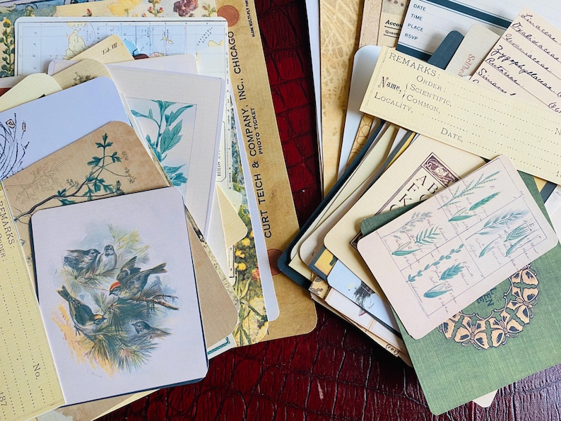 Botanical Junk Journal Bundle, Precut, Physical Item, Vintage Botanical Images, Eclectic Nature Set, Nature, Insects, Plants, 40+ items Bild 13