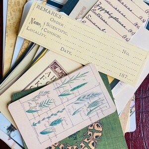 Botanical Junk Journal Bundle, Precut, Physical Item, Vintage Botanical Images, Eclectic Nature Set, Nature, Insects, Plants, 40+ items Bild 12
