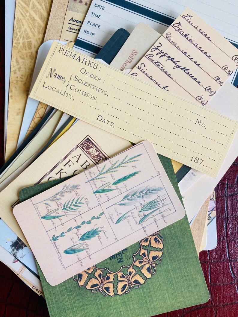 Botanical Junk Journal Bundle, Precut, Physical Item, Vintage Botanical Images, Eclectic Nature Set, Nature, Insects, Plants, 40+ items Bild 12