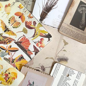 K&ouml;nnte beinhalten: Eine Sammlung von Vintage-Illustrationen aus Botanik und Wissenschaft, darunter Schmetterlinge, Pilze und Pflanzenexemplare. Die Bilder zeigen eine Mischung aus Farben, darunter Orange, Gelb und Braun, mit handschriftlichem Text und gealterten Papierstrukturen.