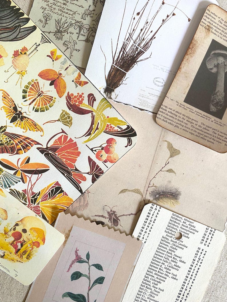 K&ouml;nnte beinhalten: Eine Sammlung von Vintage-Illustrationen aus Botanik und Wissenschaft, darunter Schmetterlinge, Pilze und Pflanzenexemplare. Die Bilder zeigen eine Mischung aus Farben, darunter Orange, Gelb und Braun, mit handschriftlichem Text und gealterten Papierstrukturen.