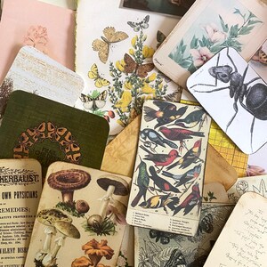 K&ouml;nnte beinhalten: Eine Sammlung von Vintage-Ephemera, darunter botanische Illustrationen von Pilzen, Schmetterlingen und V&ouml;geln. Das Sortiment umfasst gealtertes Papier mit verschiedenen Farben und Texturen, wodurch eine collageartige &Auml;sthetik entsteht.