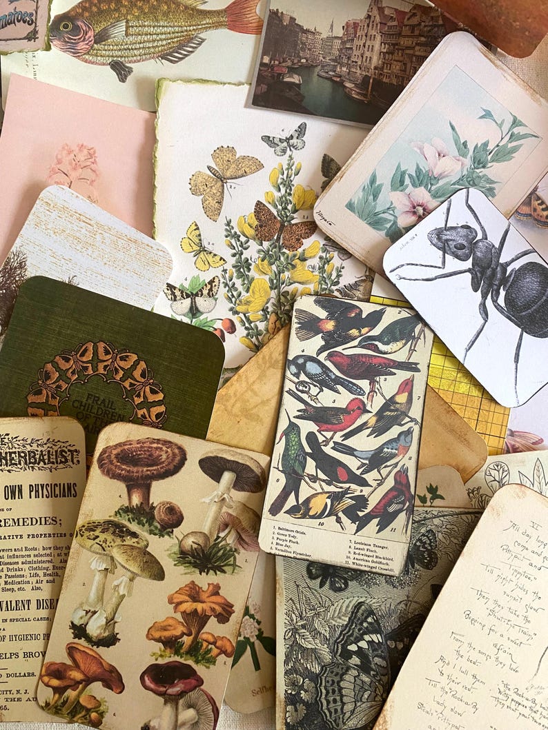 K&ouml;nnte beinhalten: Eine Sammlung von Vintage-Ephemera, darunter botanische Illustrationen von Pilzen, Schmetterlingen und V&ouml;geln. Das Sortiment umfasst gealtertes Papier mit verschiedenen Farben und Texturen, wodurch eine collageartige &Auml;sthetik entsteht.