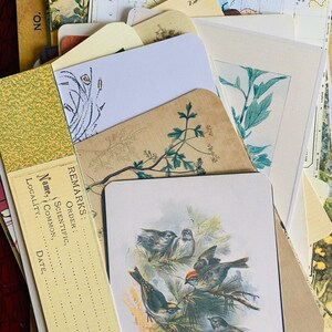 Botanical Junk Journal Bundle, Precut, Physical Item, Vintage Botanical Images, Eclectic Nature Set, Nature, Insects, Plants, 40+ items Bild 11
