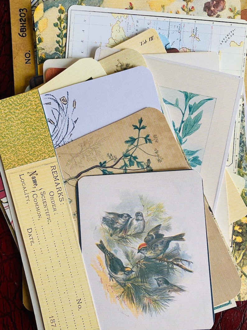 Botanical Junk Journal Bundle, Precut, Physical Item, Vintage Botanical Images, Eclectic Nature Set, Nature, Insects, Plants, 40+ items Bild 11