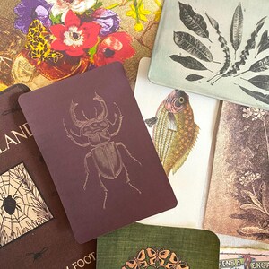 K&ouml;nnte beinhalten: Eine Sammlung von Karten und Ephemera im Vintage-Stil. Die Karten zeigen botanische Illustrationen, einen K&auml;fer, einen Fisch und florale Designs. Die Farbpalette umfasst Gold, Burgunderrot, Gr&uuml;n und Creme. Einige Karten haben Text, darunter "LAND".