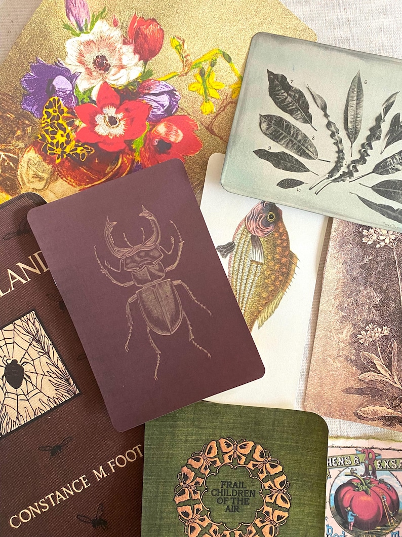 K&ouml;nnte beinhalten: Eine Sammlung von Karten und Ephemera im Vintage-Stil. Die Karten zeigen botanische Illustrationen, einen K&auml;fer, einen Fisch und florale Designs. Die Farbpalette umfasst Gold, Burgunderrot, Gr&uuml;n und Creme. Einige Karten haben Text, darunter "LAND".