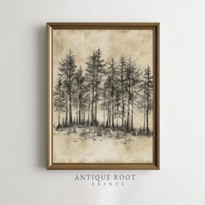 May include: A framed black and white pencil drawing of a forest scene. The artwork features tall, slender trees with detailed trunks and branches against a textured, sepia-toned background. The words "ANTIQUE ROOT PRINTS" are printed at the bottom.
