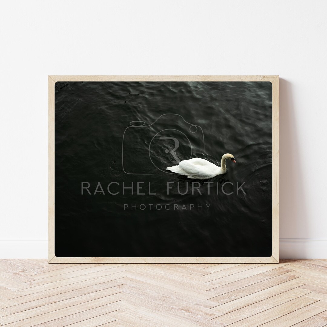 Single Swimming Swan Photography Wall Art - Digital Print - Etsy