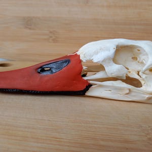 Cráneo de cisne auténtico, obtenido de forma ética.