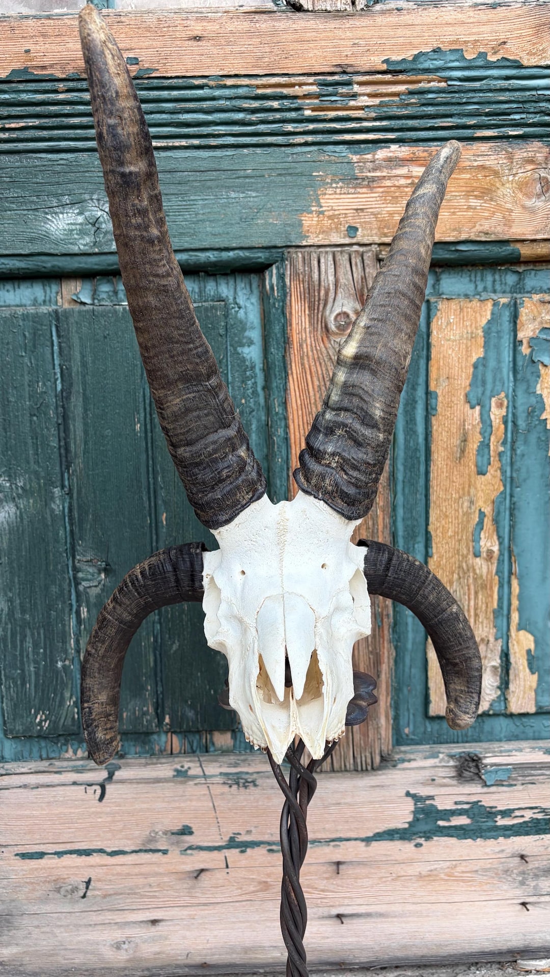 Jacob Ram Sheep Skull With 4 Horns - Etsy UK