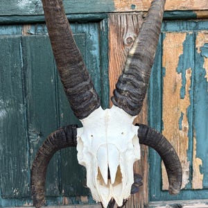 May include: A ram skull with large, curved horns, mounted on a twisted metal stand. The skull is white, and the horns are dark brown with ridged texture. The background is a weathered wooden door with peeling paint.