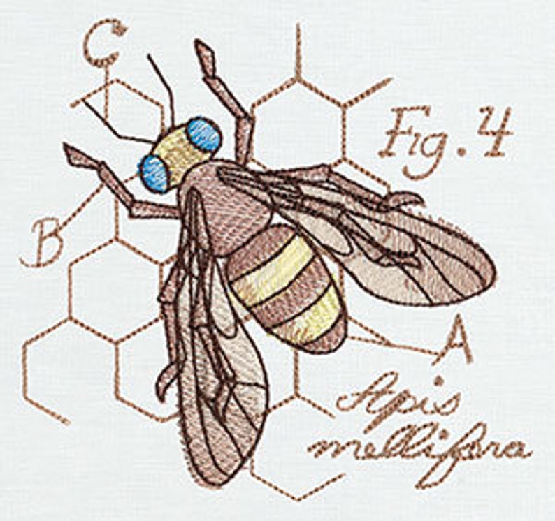 Honey Bee Diagram 568b wiring diagram pdf 