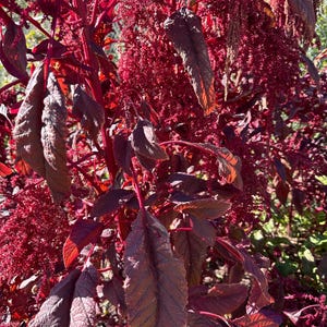 Deep Red Cockscomb Seeds, Celosia argentea var Cristata, CC2100