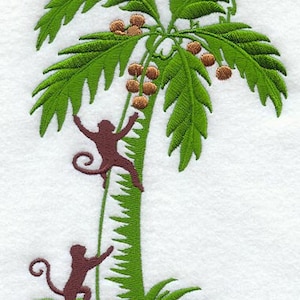 May include: Two monkeys climbing a green palm tree with brown coconuts. The tree has a thick trunk and lush green leaves. The monkeys are brown and have long tails.