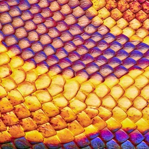 Python’s Iridescence