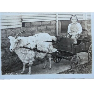 Antyczna pocztówka RPPC z prawdziwym zdjęciem, uroczy mały chłopiec w wozie ciągnionym przez kozy, początek lat 1900.