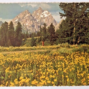 Une prairie de baumier doré Parc national de Grand Teton, Wyoming, carte postale vintage G2