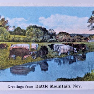 Saudações cênicas de Battle Mountain Nevada NV Vacas pastando pelo rio Cartão postal vintage