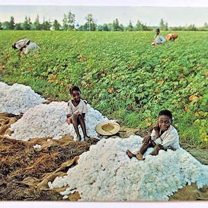 Raccolta del cotone nel sud, bambini e donne, Carolina del Sud, cartolina d'epoca K6