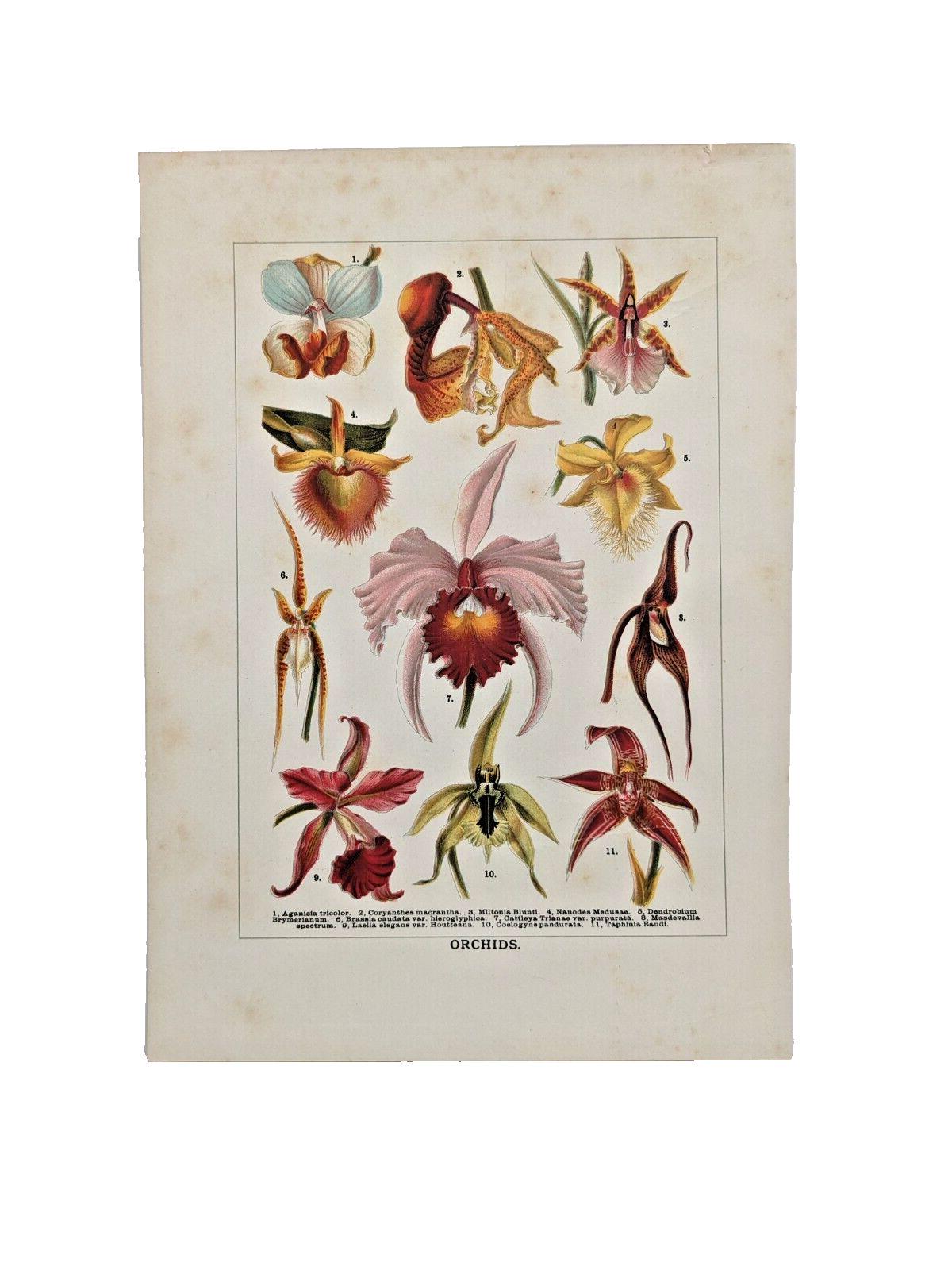Antique Late 19th Century Orchid Botanical Print Natural