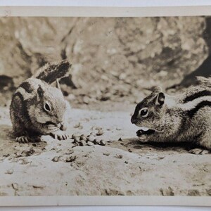 Jesteśmy szaleni na punkcie uroczych wiewiórek z Oregonu RPPC Prawdziwa pocztówka ze zdjęciem opublikowana w 1946 r. w Newport w stanie Oregon