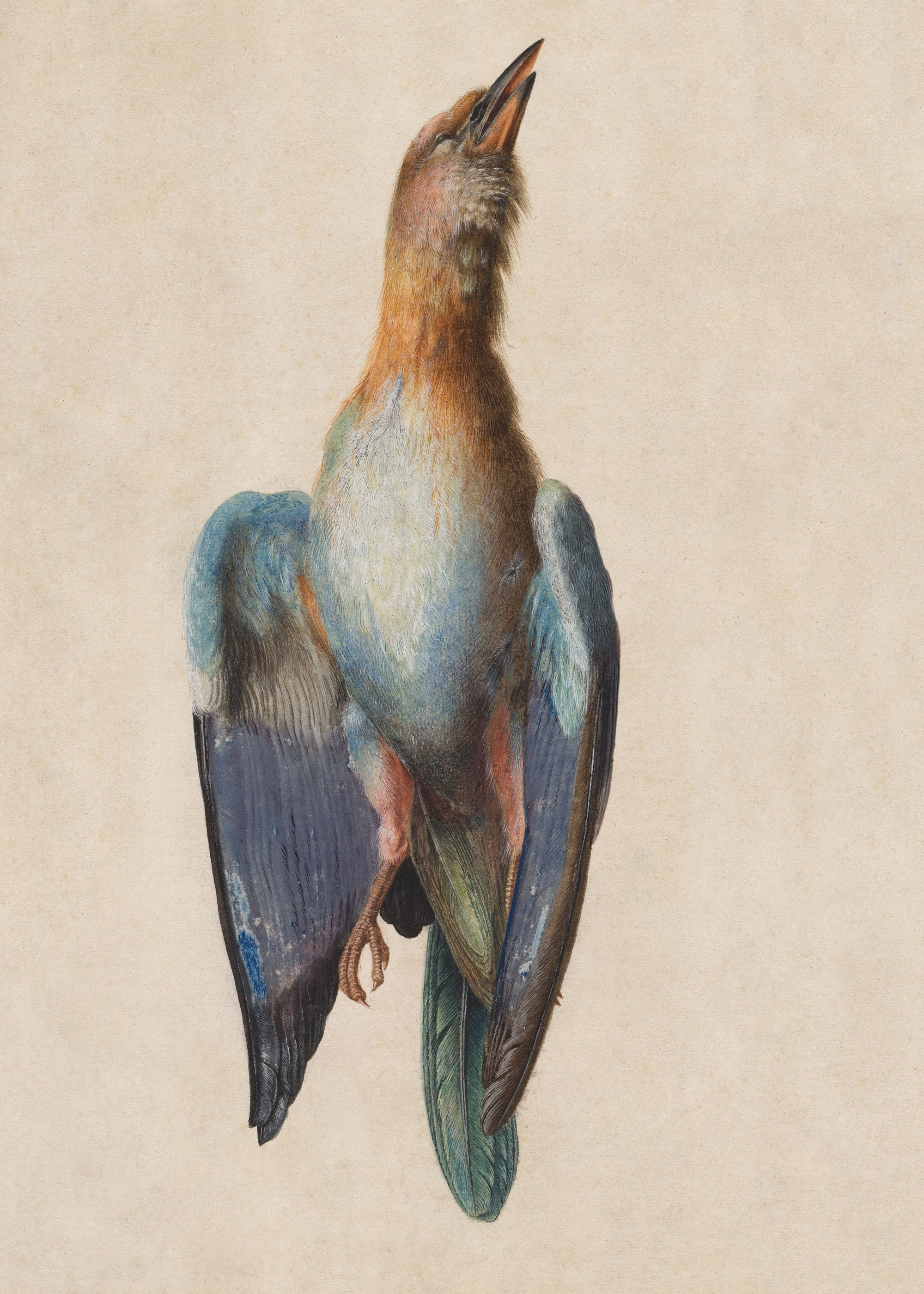 Vintage Bird Illustration Scientific Animal Drawing - Etsy Vintage Bird Illustration Scientific Animal Drawing - Etsy