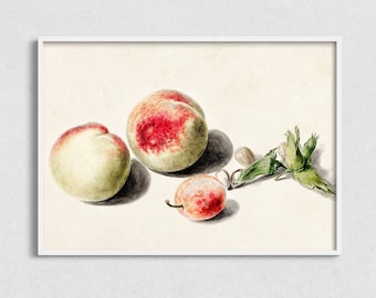 Vintage Peach Still Life Painting: Printable Fruit Art (Digital Download)