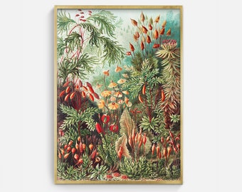 Vintage Botanical Illustration Art Print: Colorful Sea Science (Digital Download)