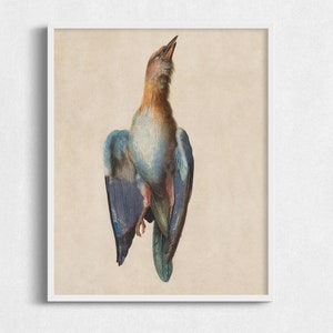 Vintage Bird Illustration | Scientific Animal Drawing Printable, Antique Bird Study Art, Drawing of Dead Bird, Antique School Wall Art