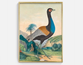 Colorful Vintage Bird Painting Printable Artwork, Digital Vintage Bird Drawing Download