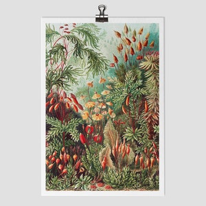 Botanical Giclee Art Print: Vintage Floral Antique Painting