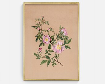 Vintage Pink Flower Art Print: Antique Floral Illustration (Digital Download)