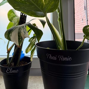 Könnte beinhalten: Zwei schwarze Blumentöpfe mit großen grün-weiß panaschierten Blättern. Ein Topf ist mit "Elmo" und der andere mit "Thai Tanic" in weißer Schrift beschriftet. Die Pflanzen stehen vor einem Fenster.