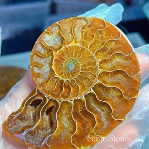 May include: A polished ammonite fossil with a spiral pattern, showcasing shades of orange and brown. The fossil's intricate chambers and detailed structure are visible, with the text "SomniStones" on the lower right.