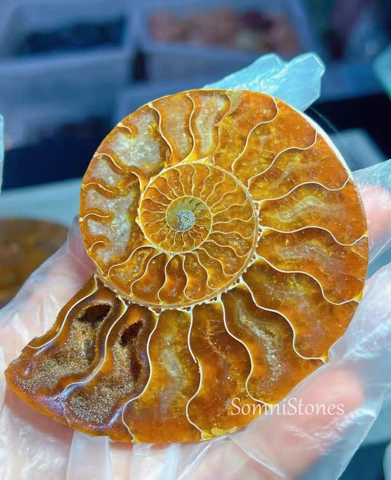 May include: A polished ammonite fossil with a spiral pattern, showcasing shades of orange and brown. The fossil's intricate chambers and detailed structure are visible, with the text "SomniStones" on the lower right.