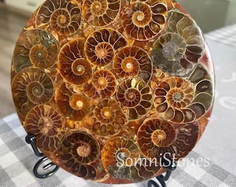 Natural Ammonite Fossil Plate Ammonite Fossil Disc with Stand from Madagascar